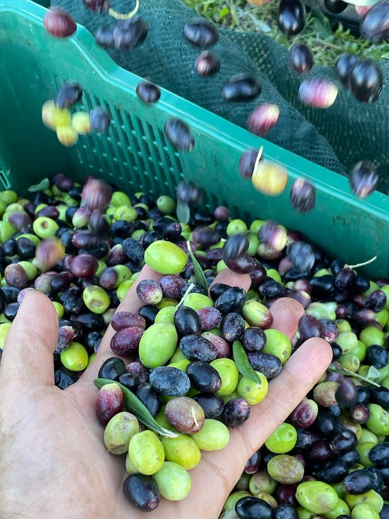 Der Zauber der Olivenernte: Hinter den Kulissen von Olio Guzzardella